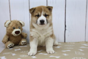 Shiba Inu puppy
