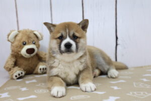 Shiba Inu puppy