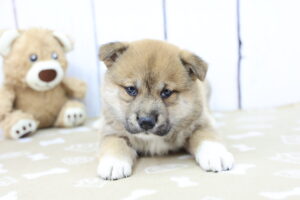 Shiba Inu puppy