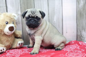 Pug puppy