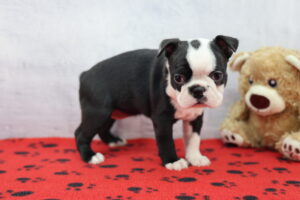 Boston Terrier puppy