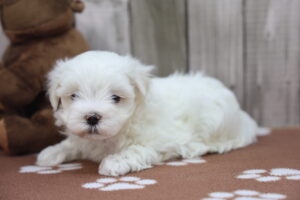 Maltese puppy