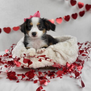 Miniature Australian Shepherd puppy