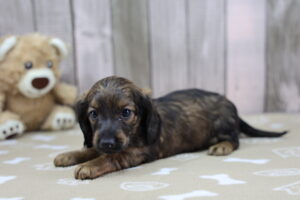 Miniature Dachshund puppy