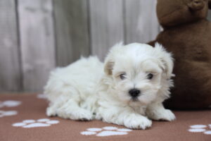 Maltese puppy
