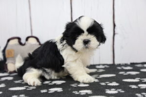 ShihApso puppy