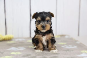 Yorkshire Terrier puppy