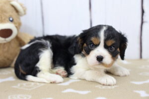 Cavalier King Charles Spaniel puppy