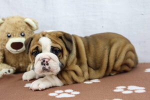 Victorian Bulldog puppy