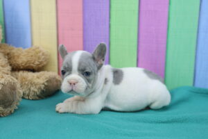 French Bulldog puppy