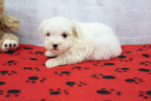 Maltiton puppy