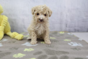 Miniature Poodle puppy