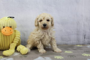 Miniature Poodle puppy