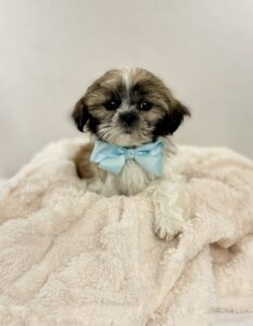 Happiness Is Pets Shih Tzu puppy available