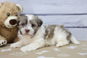Havanese puppy