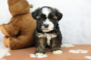 Lhasa Apso puppy
