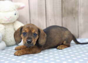 Miniature Dachshund puppy