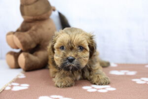 Lhasa Apso puppy