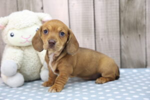 Miniature Dachshund puppy