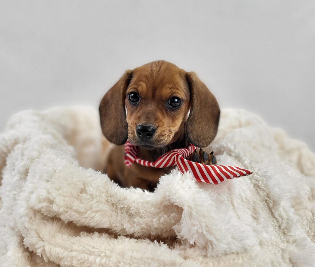 Miniature Dachshund