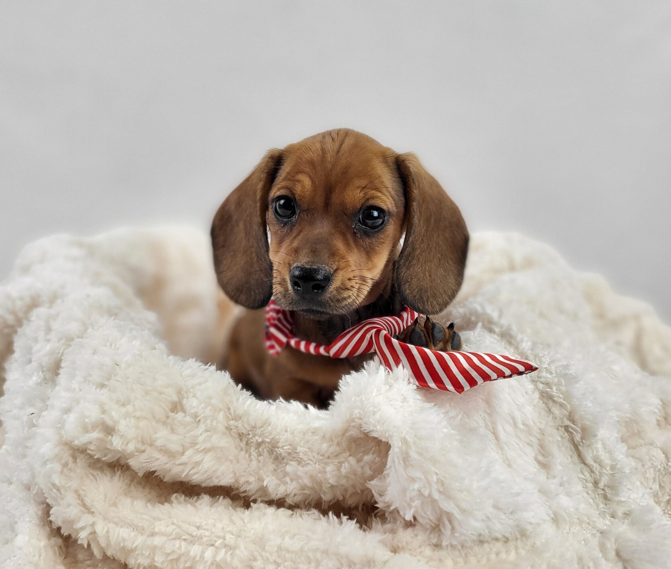 Miniature Dachshund in Noblesville, IN