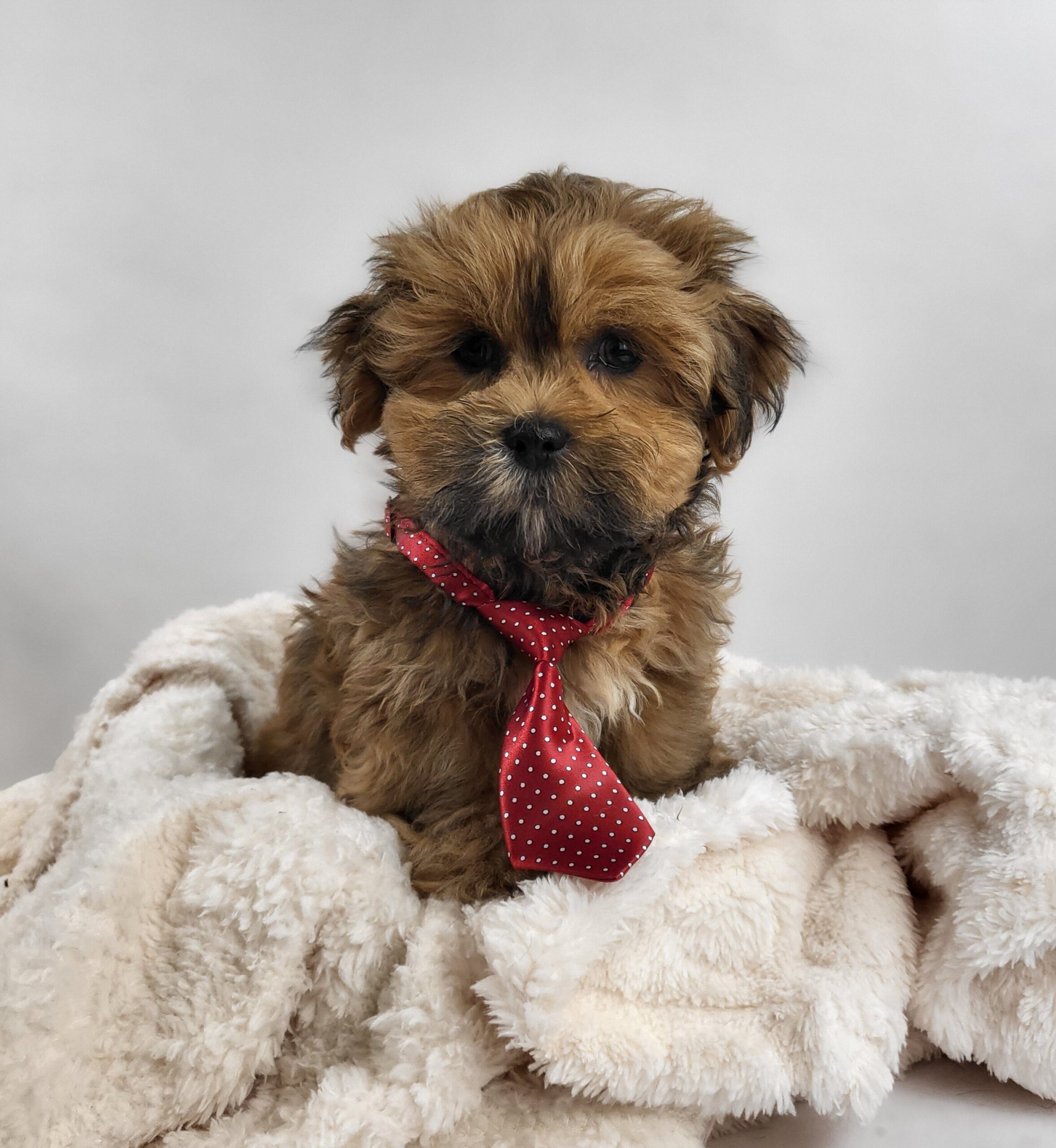 Lhasa Apso in Anderson, IN