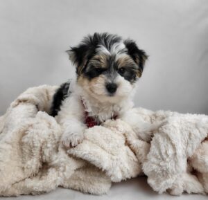 Happiness Is Pets Morkie puppy available