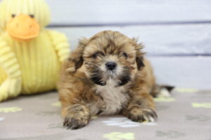 Lhasa Apso puppy