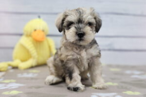 Miniature Schnauzer puppy