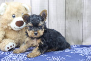 Yorkshire Terrier puppy