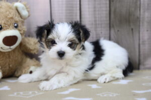 Morkie puppy
