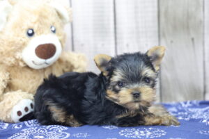 Yorkshire Terrier puppy