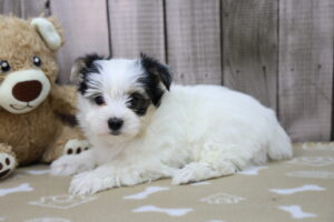Morkie puppy