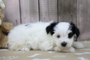 Morkie puppy