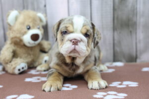 Beabull puppy