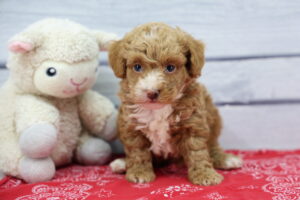 Miniature Poodle puppy