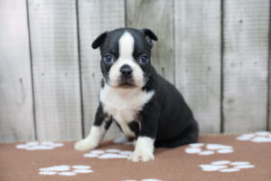 Boston Terrier puppy