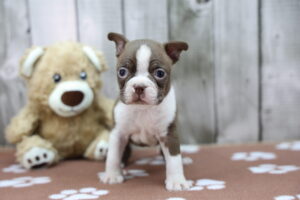 Boston Terrier puppy