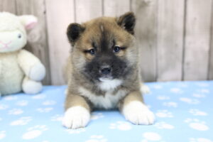 Shiba Inu puppy