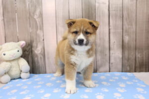 Shiba Inu puppy