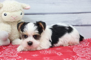 Morkie puppy