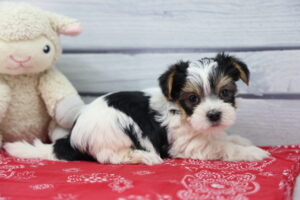 Morkie puppy