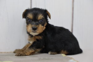 Yorkshire Terrier puppy