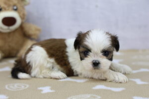 Shih Tzu puppy