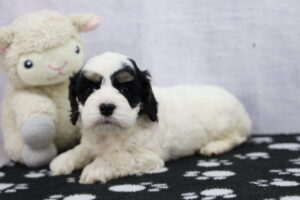 Cockapoo puppy