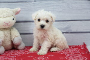 Miniature Schnauzer puppy