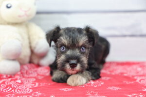 Miniature Schnauzer puppy