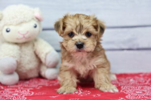Morkie puppy