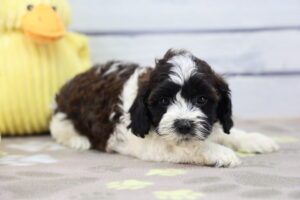 ShihPoo puppy