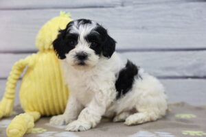 ShihPoo puppy